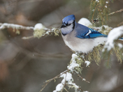 Winter jay!