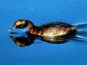 Horned Grebe