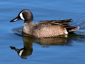 Blue-winged Teal