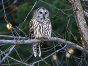 Striped owl / Chouette rayÃ©e