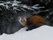 Pine Martin in the Snow