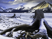 Stumps, Ice & Sunset on Mountain