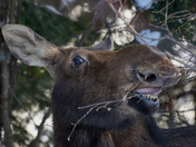 Moose Showing Her Pearly Whites