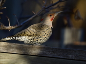 Northern Flicker
