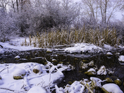 Frosty Winter Morning by Pond 