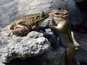 I kissed a frog and I liked it