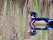 Wood Duck Reflections