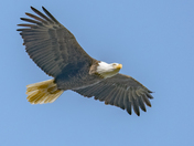 Bald Eagle - Soaring on the thermals