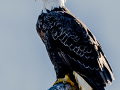 Bald Eagle pose for the camera