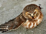 Swa Whet Owl