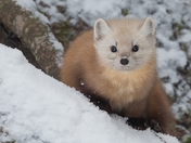 Pine Martin Juvenile,  Algonquin Park Ontario Canada 