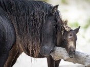 Sable Island Father and Son