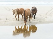Reflections on Sable Island National Park Reserve