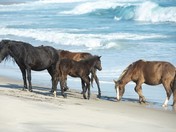 Surf's Up on Sable Island 