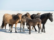 Wild Horses of Sable Island National Park Reserve