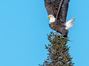 Impressive encounter