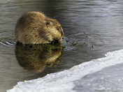 Muskrat reflection