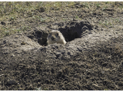 Peekaboo in Grasslands Provincial Park, Saskatchewan