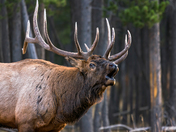 Large Bull Elk Bugle