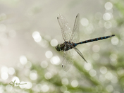 Green Darner