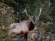Elk in the Rockies