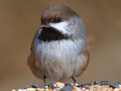 Boreal Chickadee