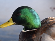 Mallard Duck