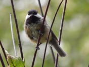 Chickadee