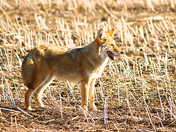 Coyote in the country