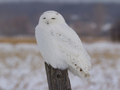 Snowy Owl