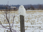 Snowy Owl