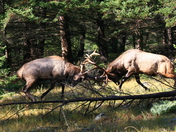Wapiti Battle