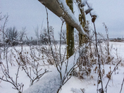 Fresh Saskatchewan Snow