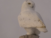 Majestic Snowy Owl