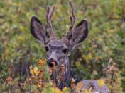Saskatchewan Mule Deer