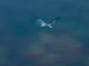 Impression of flight 