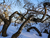 There was a Crooked Bush