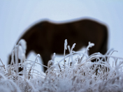 Winter Grazing