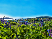 Newfoundland Hyacinths