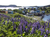 The Hyacinths of Trinity Bay, Newfoundland