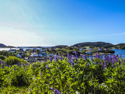 Trinity Bay, Newfoundland