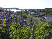 Trinity, Newfoundland