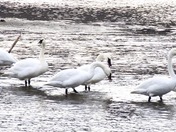 Trumpeter Swans, Kamloops BC 