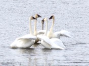 Trumpeter Swan Lovefest