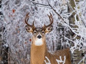 The classic stare down 