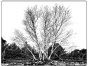 BIRCH TREE