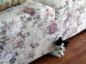 More Holly Golightly