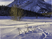 Solitary Footprints in Deep Snow Wasootch Creek