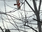 Canadian Winter and a Beautiful Cardinal