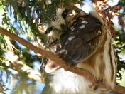 I finally Saw-Whet ;)